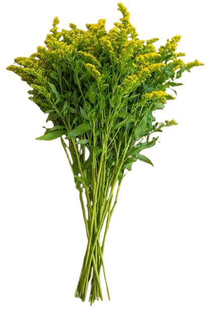 Solidago