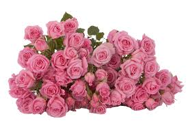 Pink Roses