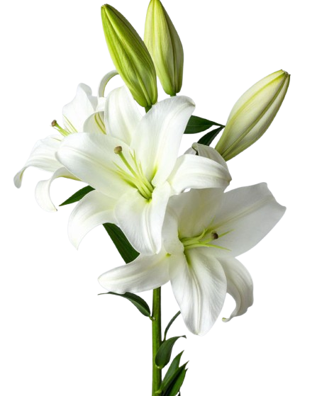 lilies
