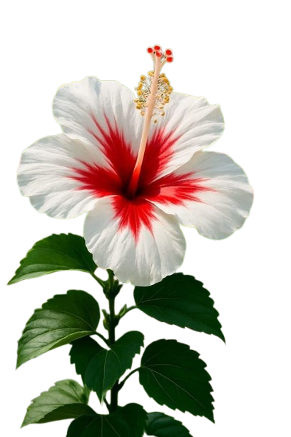 hisbiscus